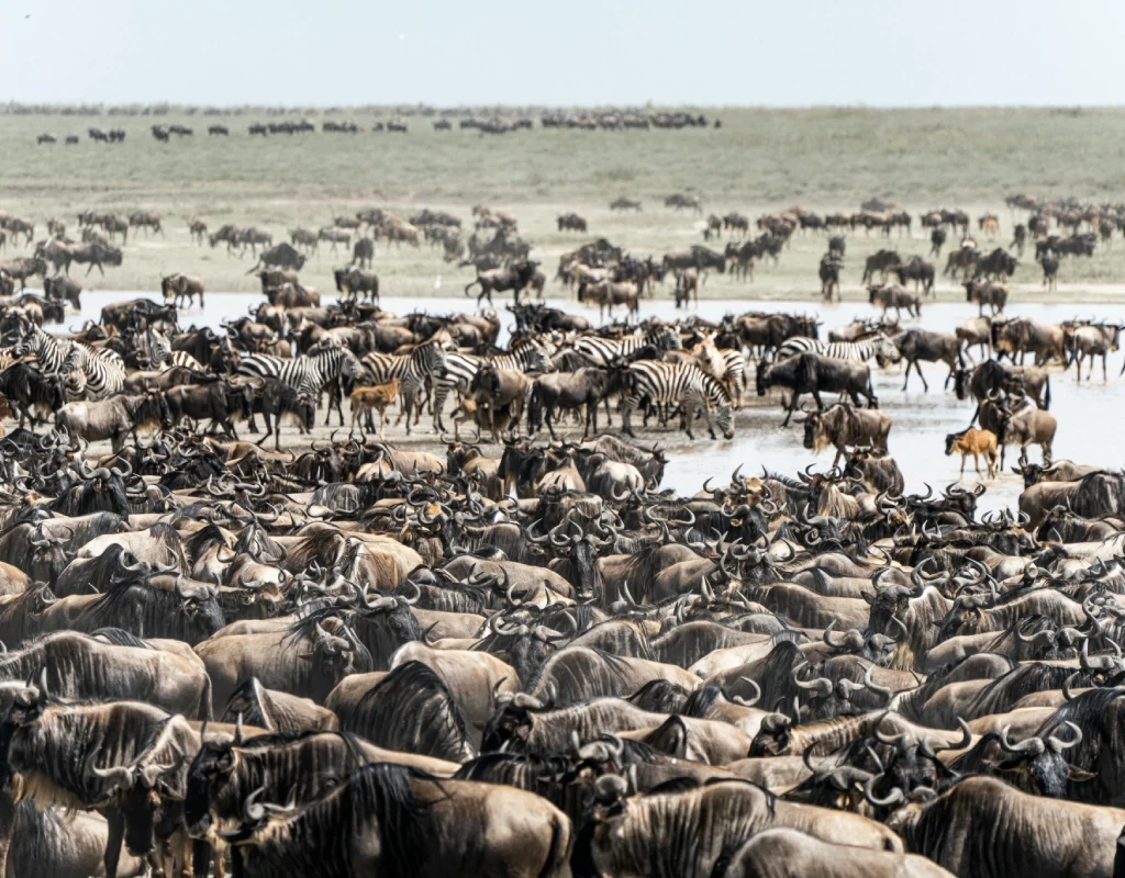 great migration kenya
