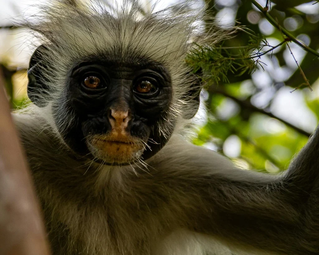 things to do in zanzibar (1)