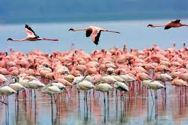 Lake Nakuru Tour Safari Online Booking at Crystal Tours Kenya