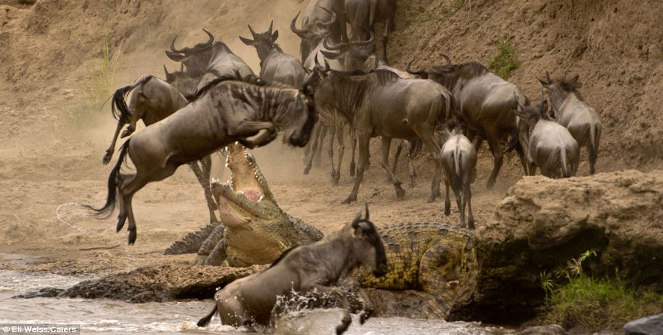 serengeti tanzania