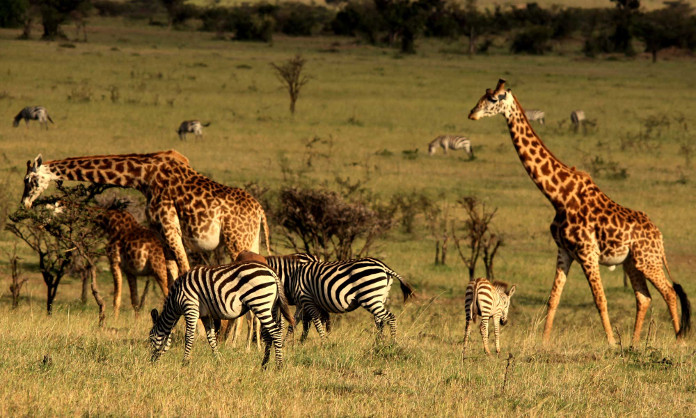 Maasai mara-Nairobi National Park Safari Online Booking at Crystal Tours Kenya