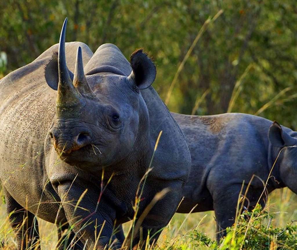 big five conservation