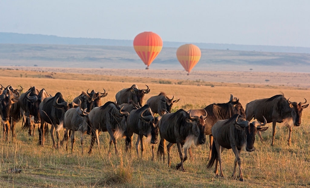 11-Day Kenya & Tanzania Safari