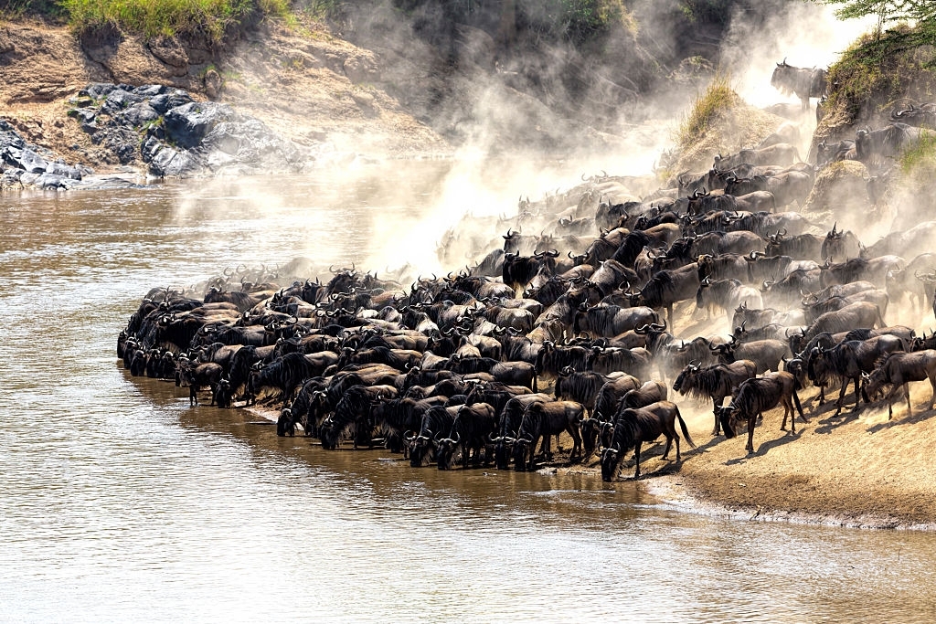 serengeti national park, best safari experiences in Kenya