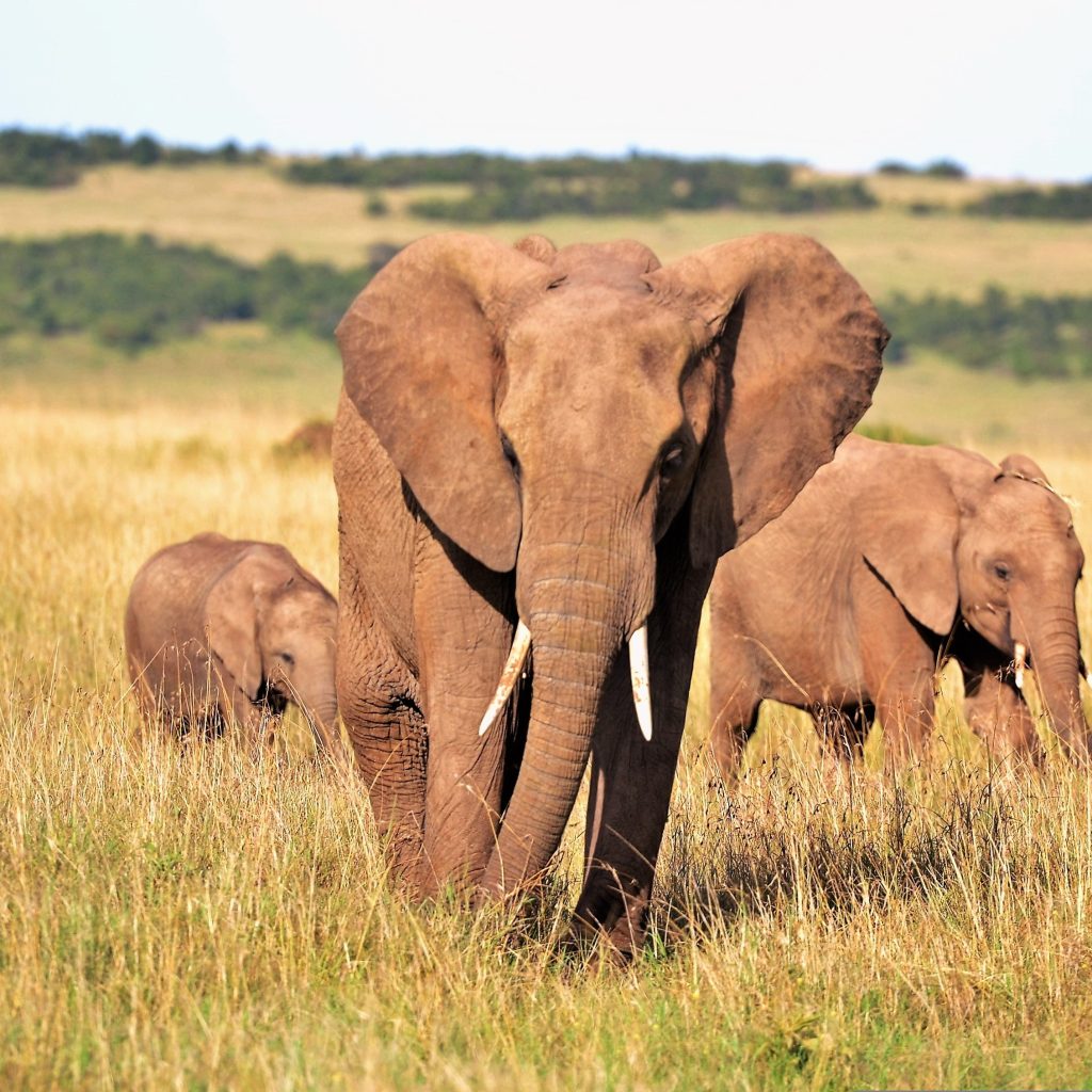 7-Day Tanzania Safari from Arusha