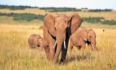 7-Day Tanzania Safari from Arusha