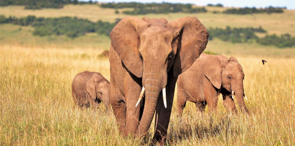 7-Day Tanzania Safari from Arusha