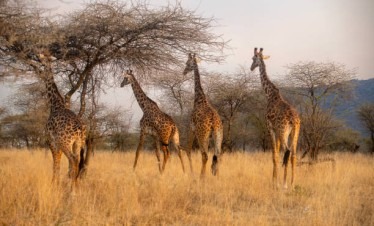 Northern Serengeti safari