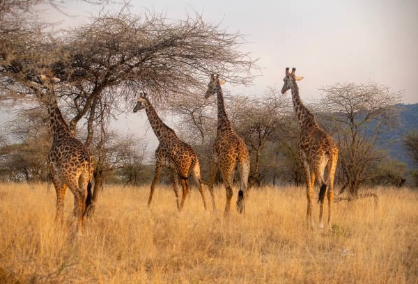 Northern Serengeti safari
