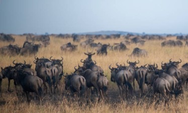 tanzania safari tour, great migration tanzania safari tour, Great Migration safari Tanzania, tanzania migration safari