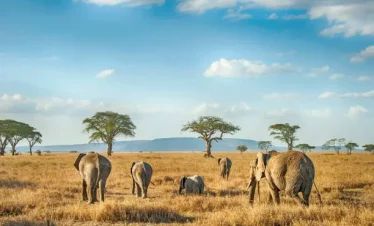 9-Day Tanzania and Zanzibar Safari