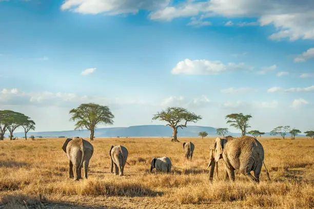 9-Day Tanzania and Zanzibar Safari