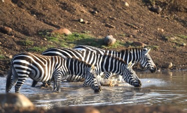 5 DAY UNIQUE SAFARI – ABERDARE, LAKE NAKURU NATIONAL PARKS & MASAI MARA GAME RESERVE
