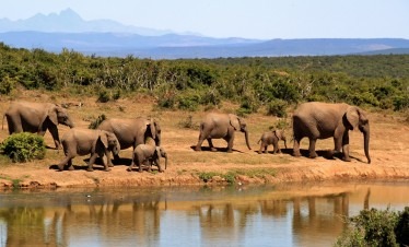 3 Day Affordable Safari at Amboseli National Park