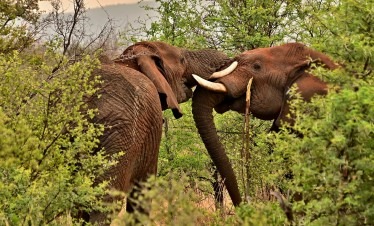 1-Day Lake Naivasha Tour