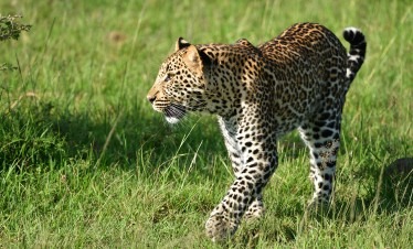 Kenya Safari and Beach Holiday, East Africa safari