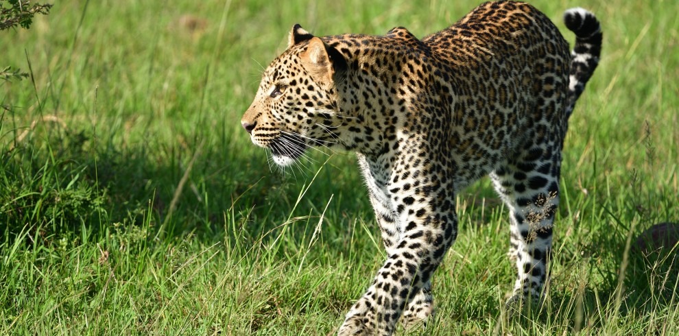 Kenya Safari and Beach Holiday, East Africa safari