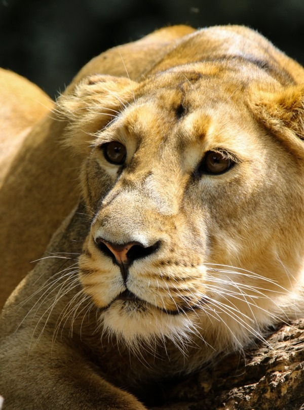 3 days masai mara private safari