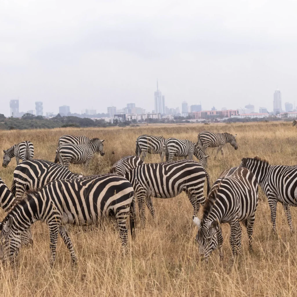 Nairobi National Park Safari Online Booking at Crystal Tours Kenya