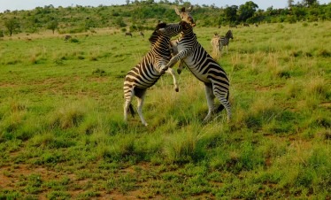 3-Day Maasai Mara Wildebeest Migration Safari
