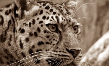 1-Day Amboseli National Park & Masai Village Safari from Nairobi