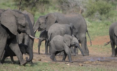 1-Day Maasai Mara Fly-In Safari – Available Daily