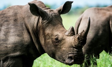 1-Day Ol Pejeta Northern White Rhino Safari