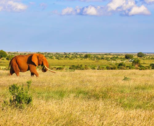 3 Days 2 Nights Tsavo SGR Safari Package | Affordable Kenya Safari from Nairobi, tsavo east national park safari, Tsavo east national park safari
