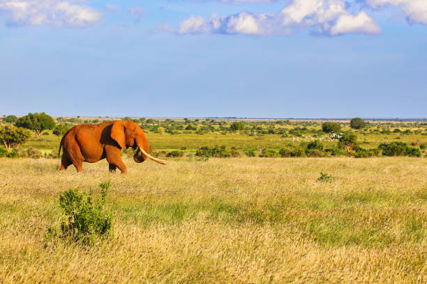 3 Days 2 Nights Tsavo SGR Safari Package | Affordable Kenya Safari from Nairobi, tsavo east national park safari