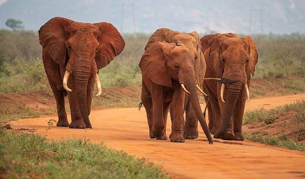 3 Days 2 Nights Tsavo SGR Safari Package | Affordable Kenya Safari from Nairobi, Tsavo safari package