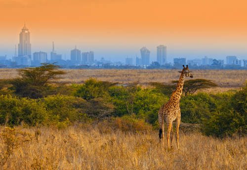Amazing Weekend Escape to Nairobi National Park, Nairobi safari tours, Luxury Kenya and Tanzania Safari