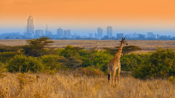 Amazing Weekend Escape to Nairobi National Park, Nairobi safari tours, Luxury Kenya and Tanzania Safari