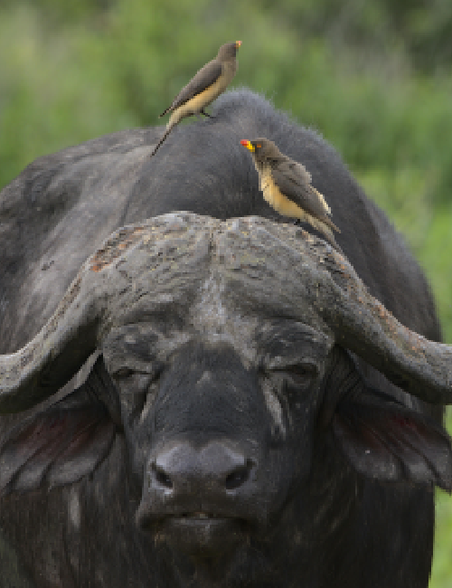 Big Five Buffalo, Taita Hills Wildlife Sanctuary safari