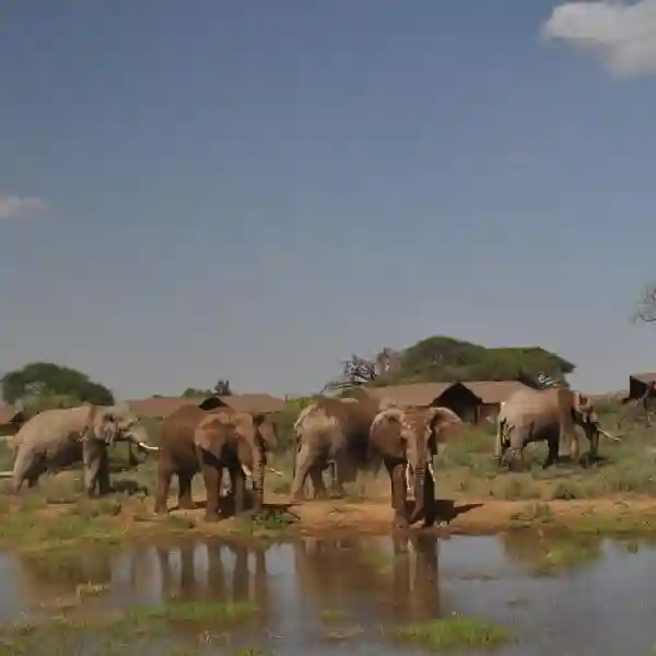 Kilima Safari Camp Hotel Booking by Crystal Tours Kenya (2)