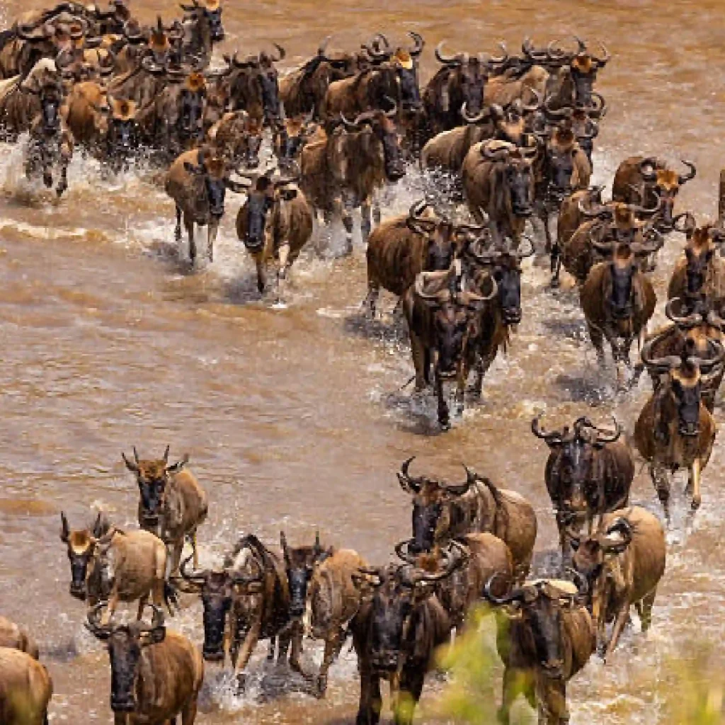 3-Day Luxury Safari in the Heart of the Maasai Mara from Nairobi