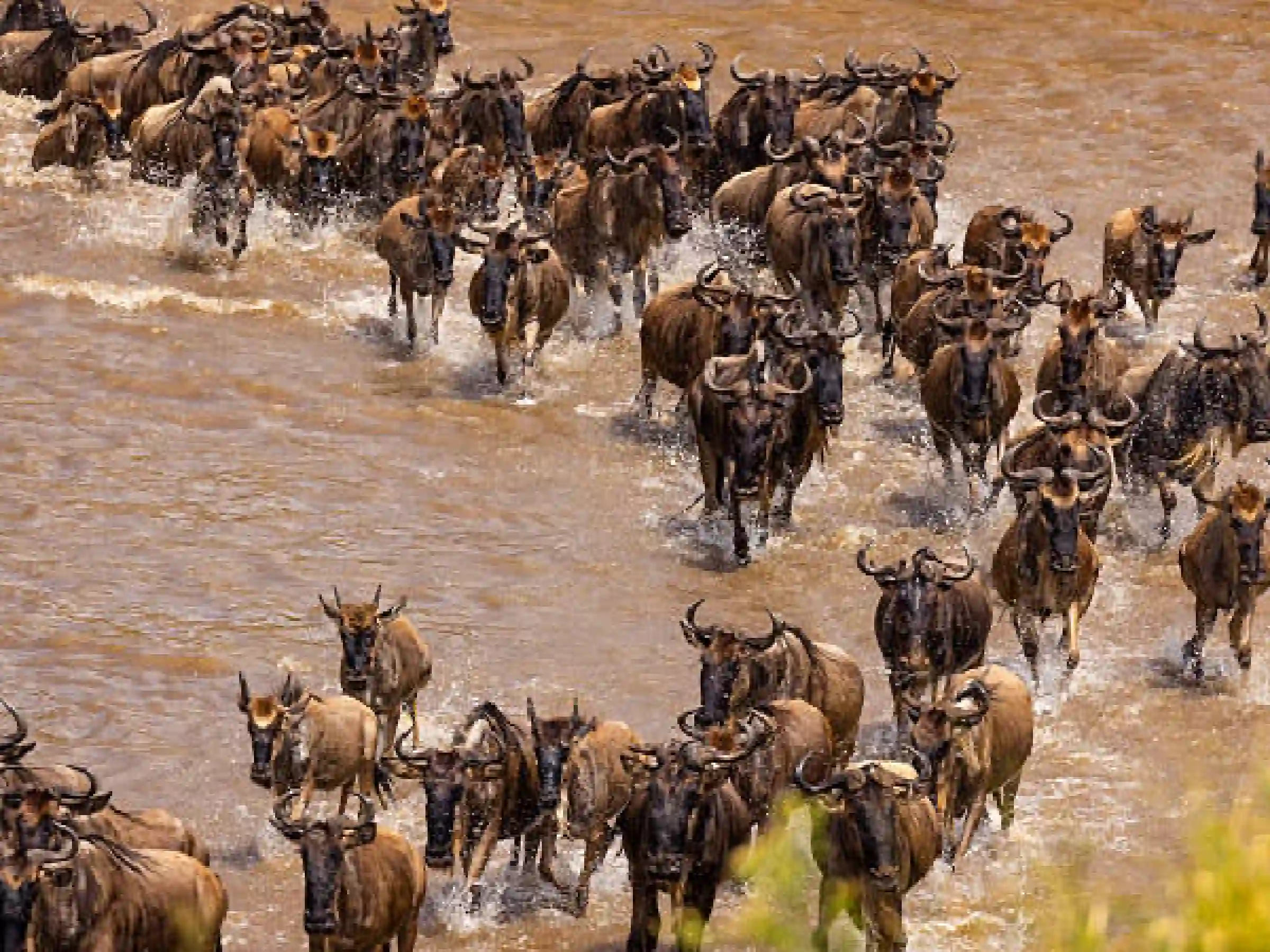 3-Day Luxury Safari in the Heart of the Maasai Mara from Nairobi