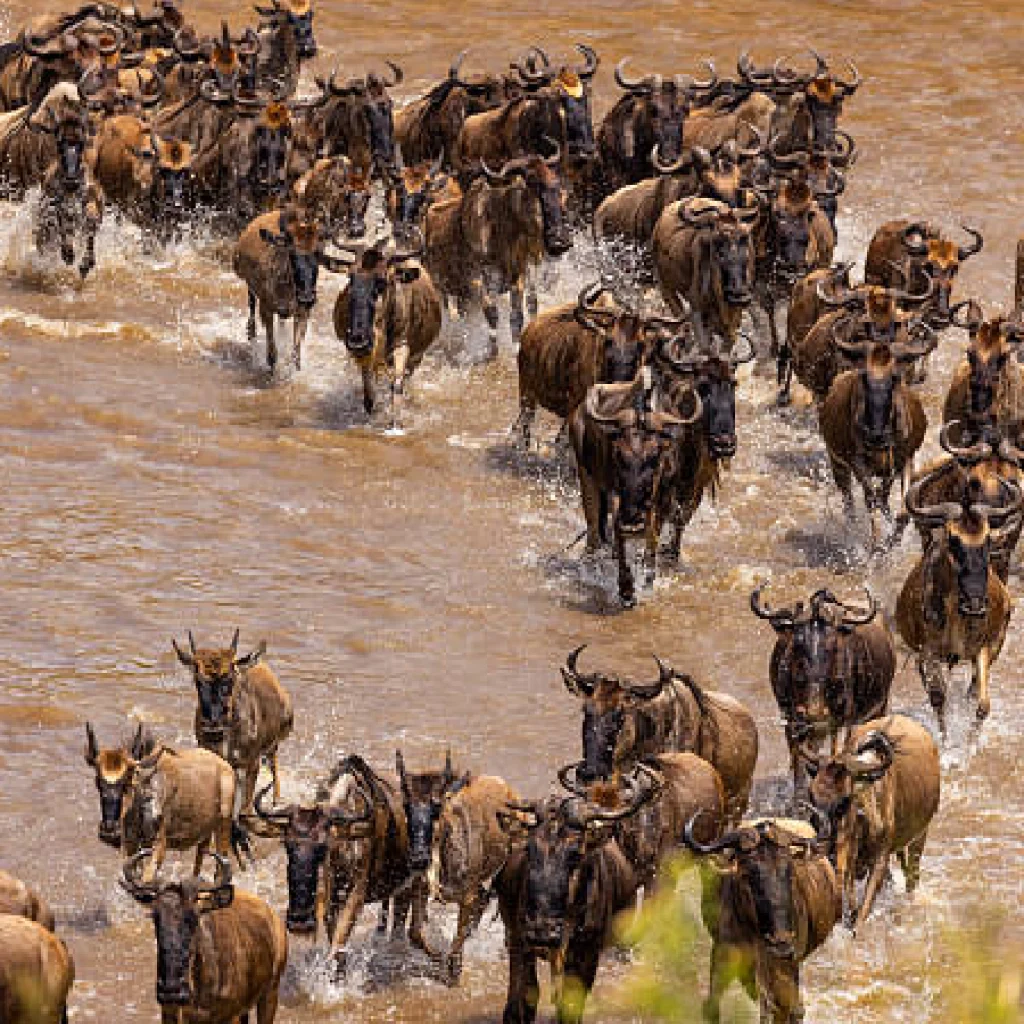 masai mara safari package, 1-Day Masai Mara Fly-in Safari