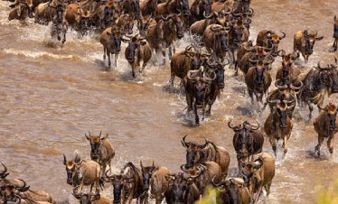 masai mara safari package, 1-Day Masai Mara Fly-in Safari, Masai Mara luxury safari