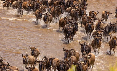 masai mara safari package, 1-Day Masai Mara Fly-in Safari