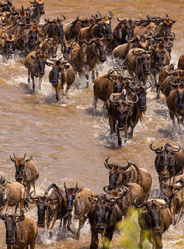 masai mara safari package, 1-Day Masai Mara Fly-in Safari