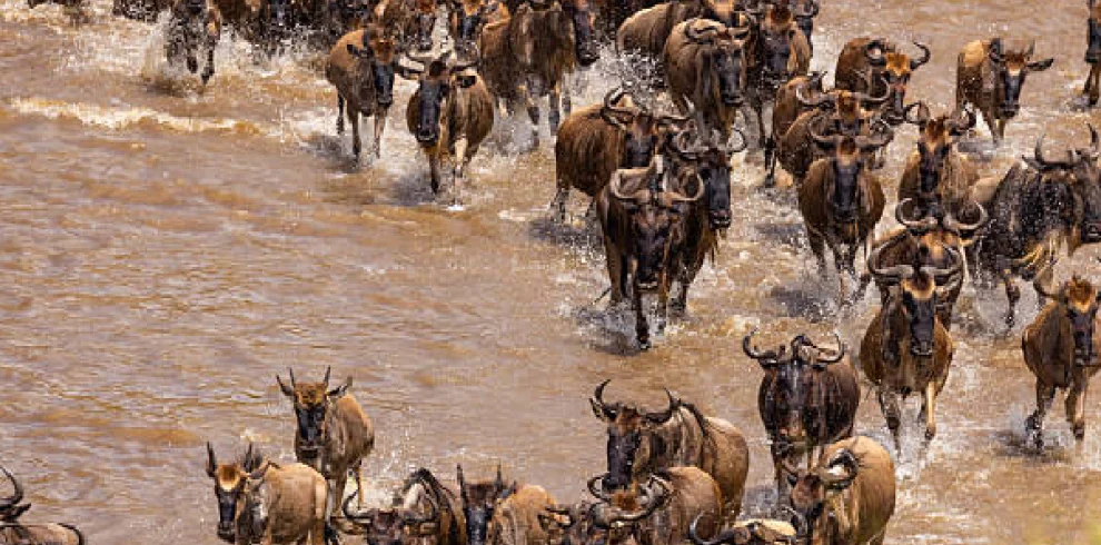 masai mara safari package, 1-Day Masai Mara Fly-in Safari