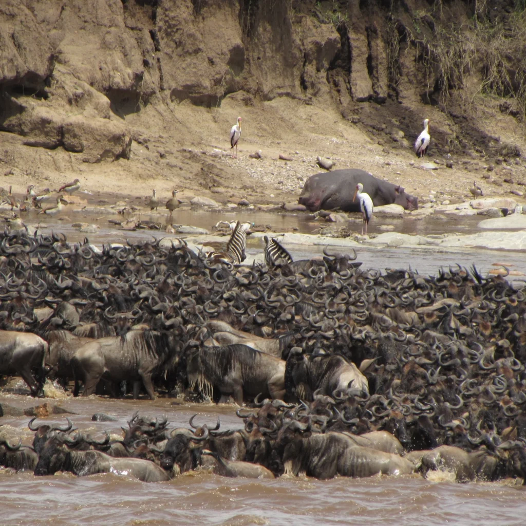 Masai Mara National Reserve, luxury kenya safari package