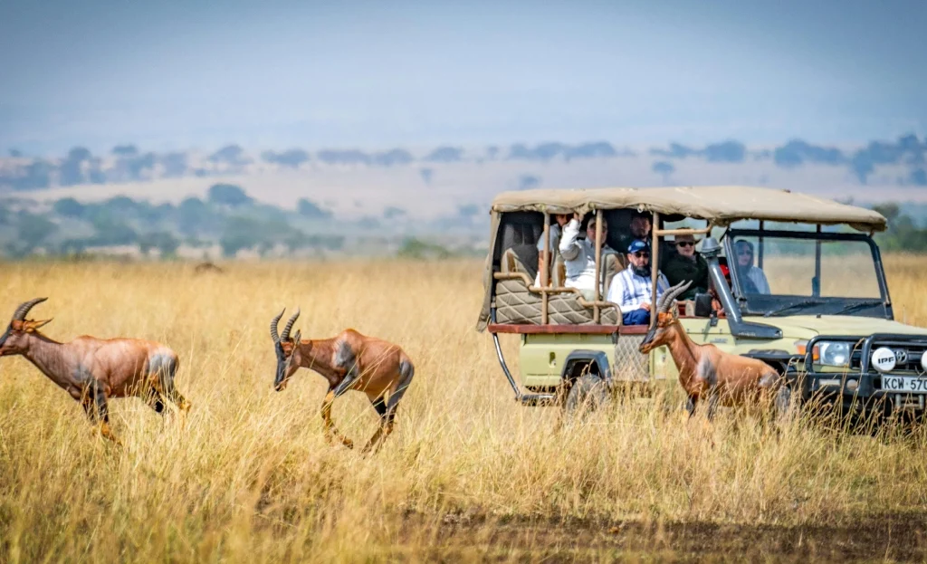 Masai Mara conservancies, Masai Mara safari