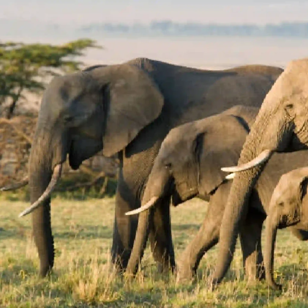 tanzania safari tour, ngorongoro crater safari