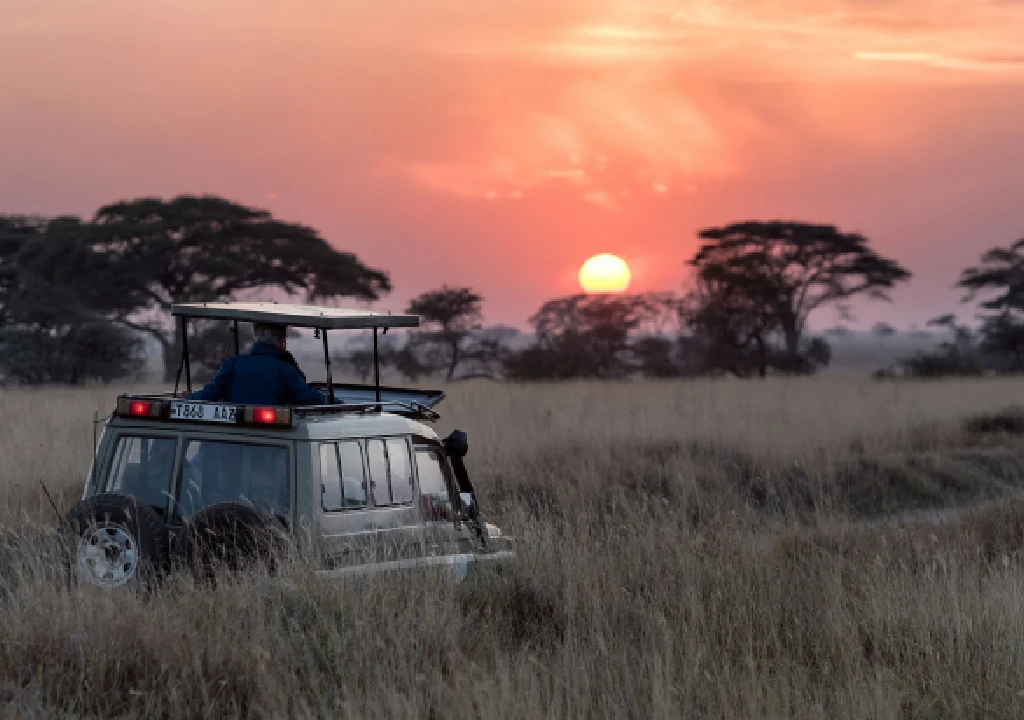 tsavo west wildlife, best safari experiences in kenya