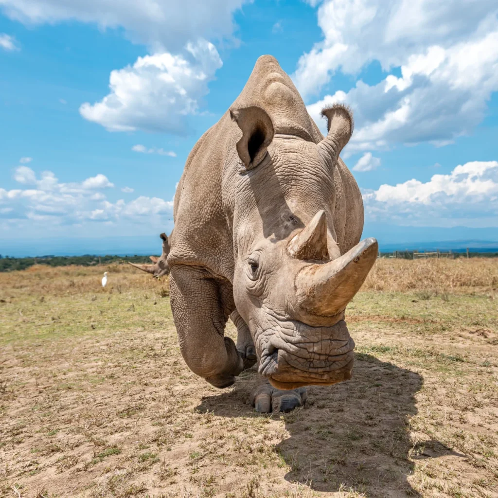 Northern White Rhinos, kenya rhino safari