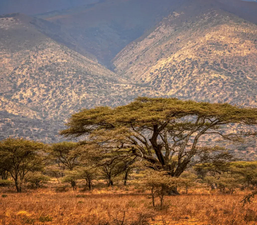 8-Day Tanzania Safari