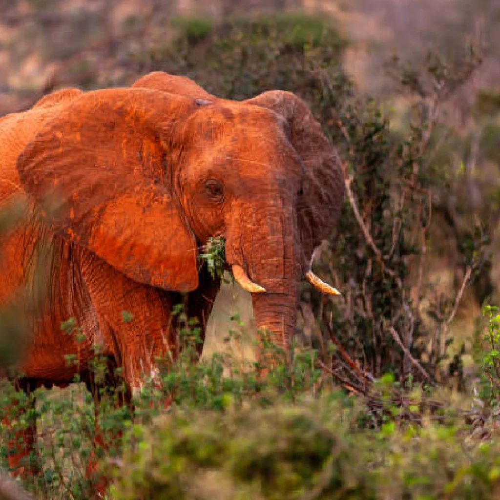 tsavo west national park, tsavo safari by train