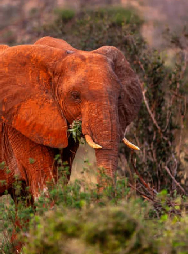 tsavo west national park, tsavo safari by train
