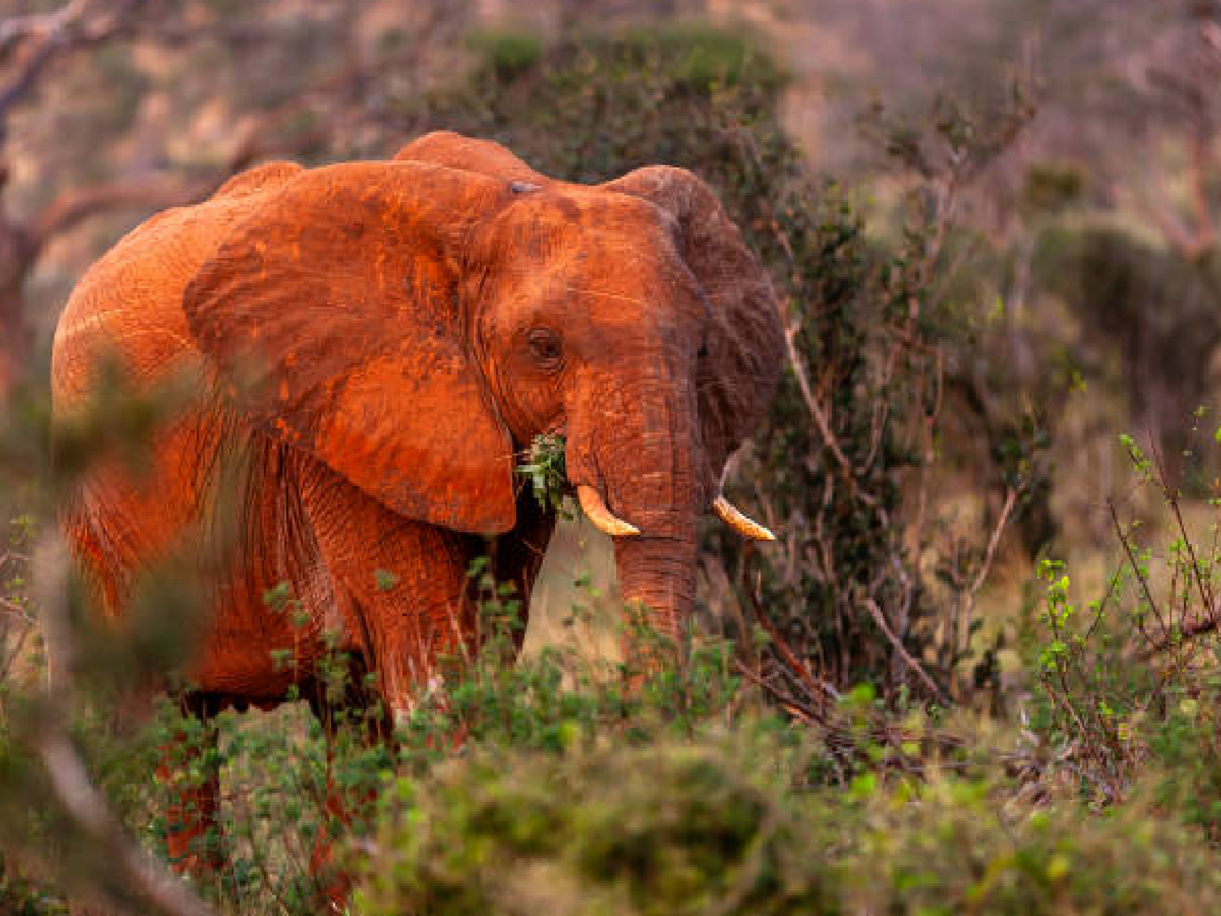 tsavo west national park, tsavo safari by train